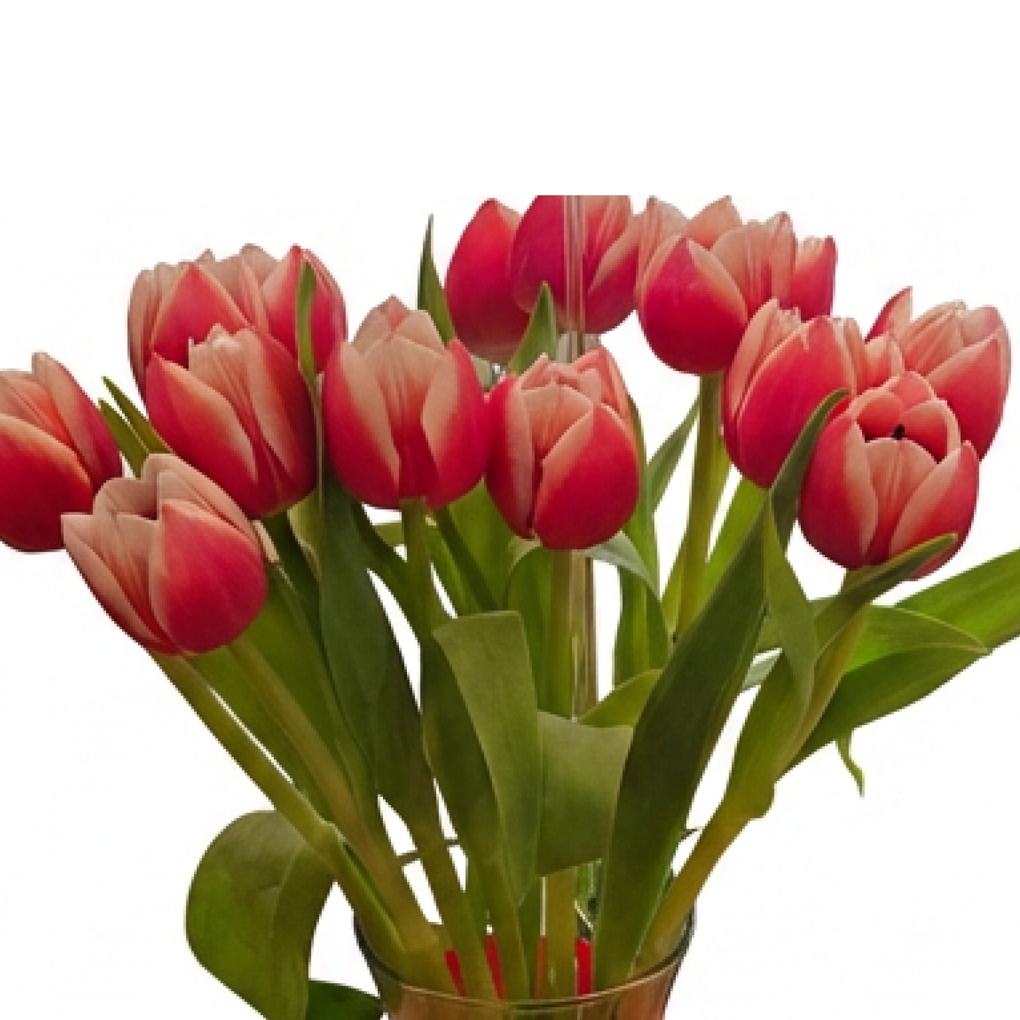 Blushing Tulips Vase