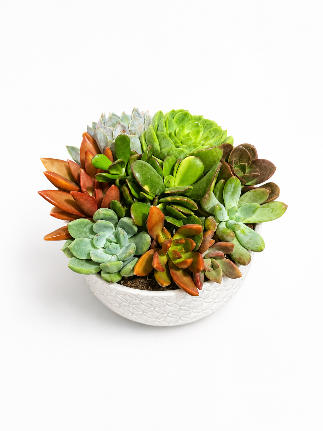 Cactus Dish Garden