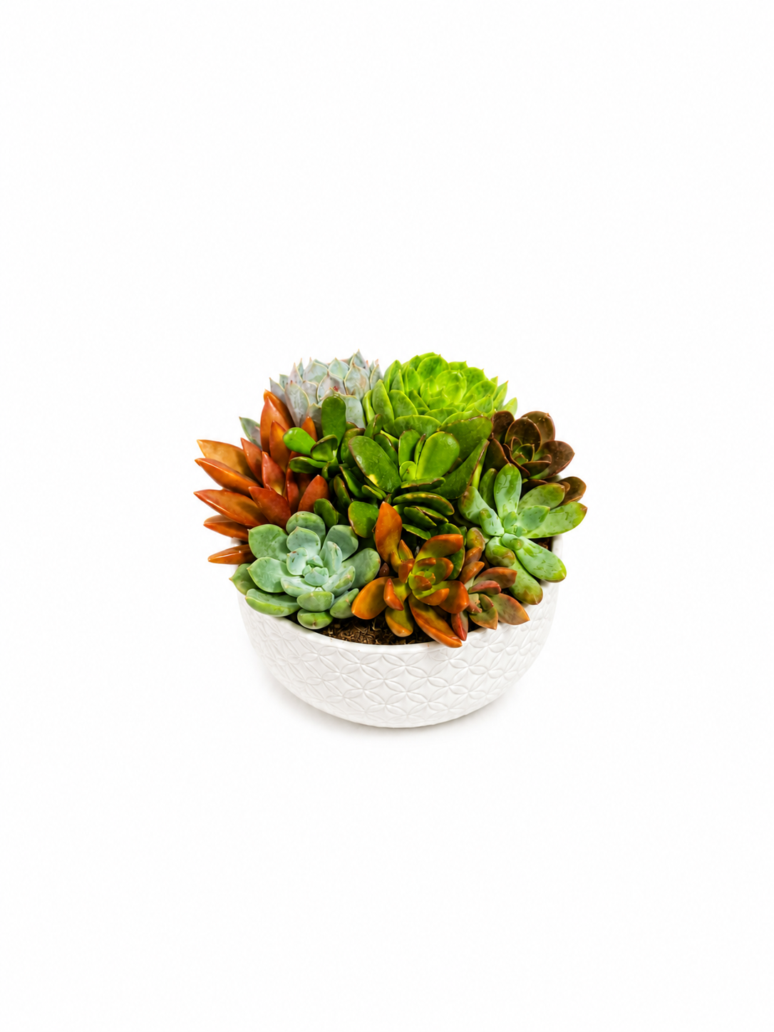 Cactus Dish Garden