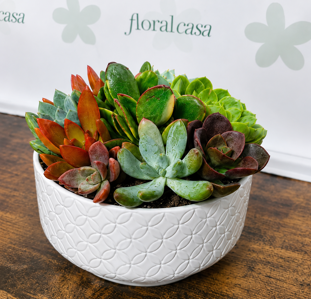 Cactus Dish Garden