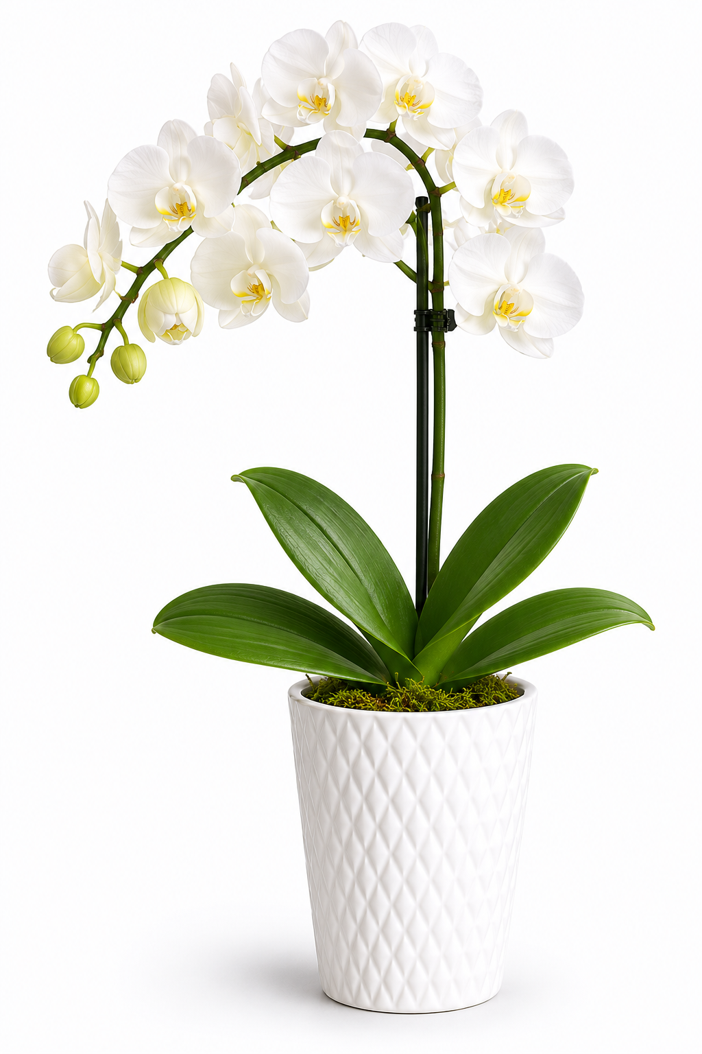 Elegant Orchid