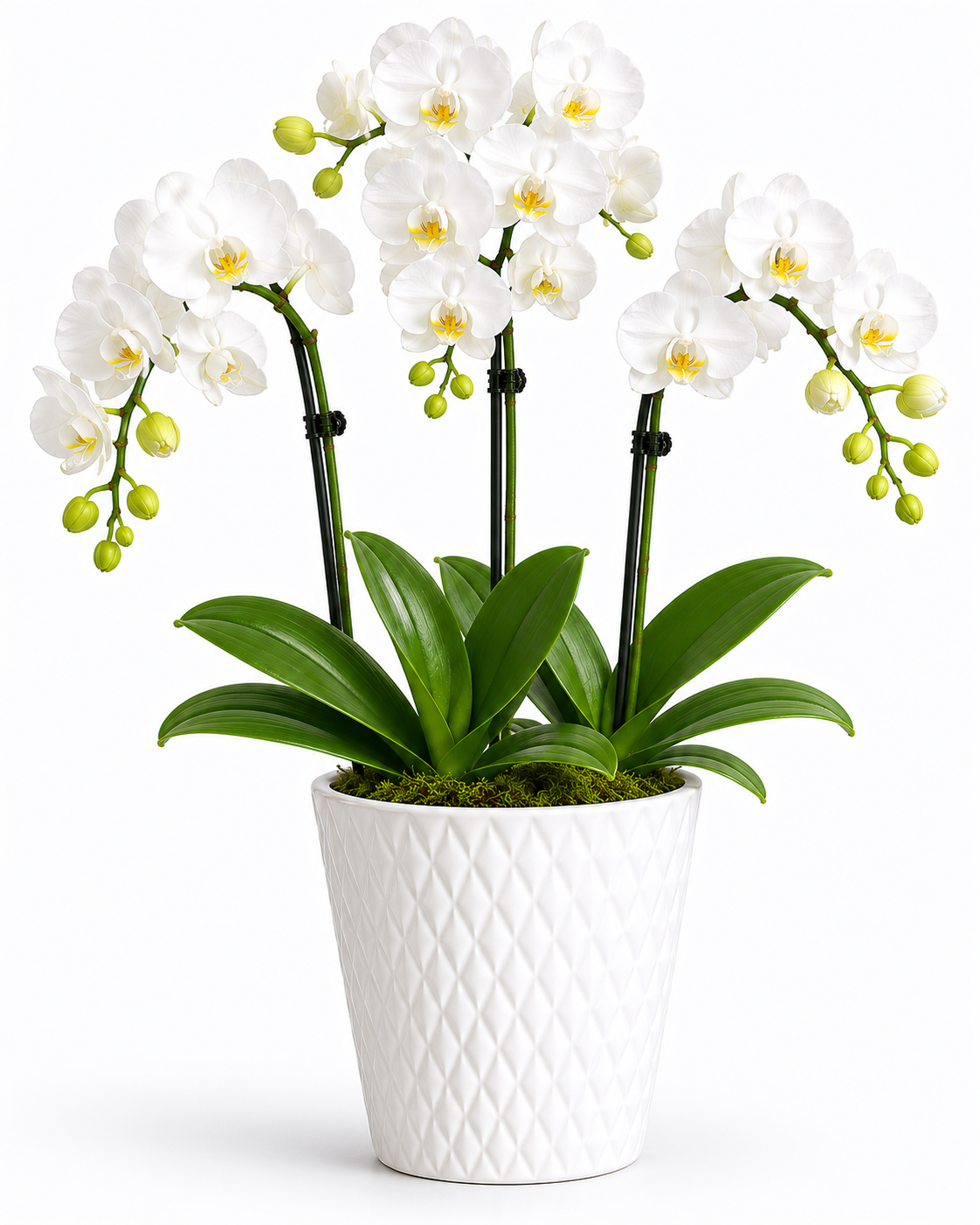 Elegant Orchid