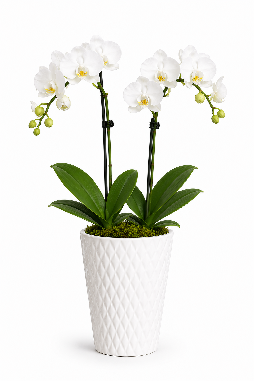 Elegant Orchid