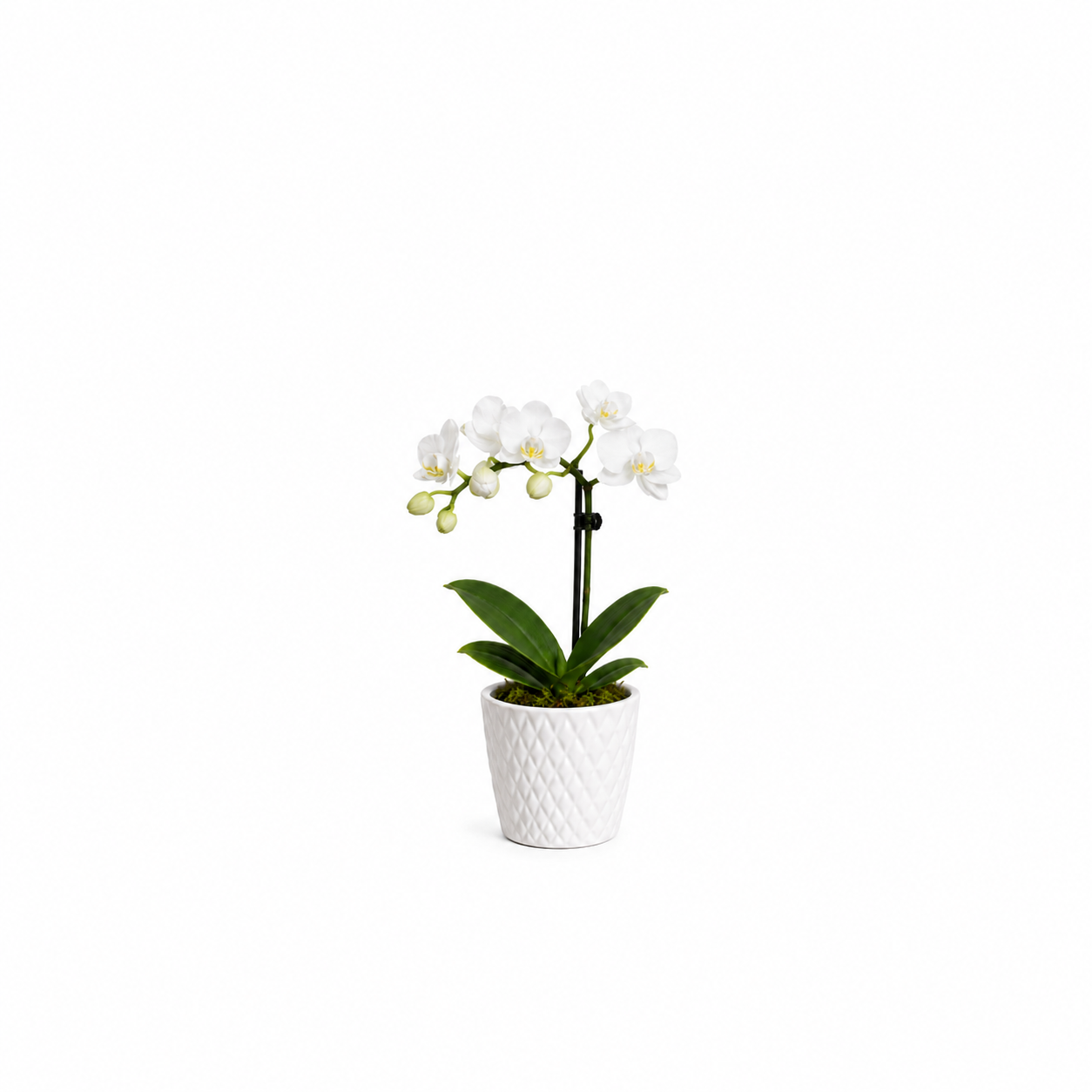 Elegant Orchid