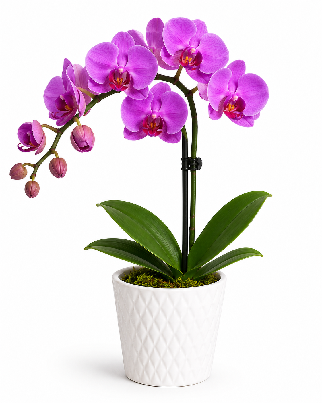 Elegant Orchid