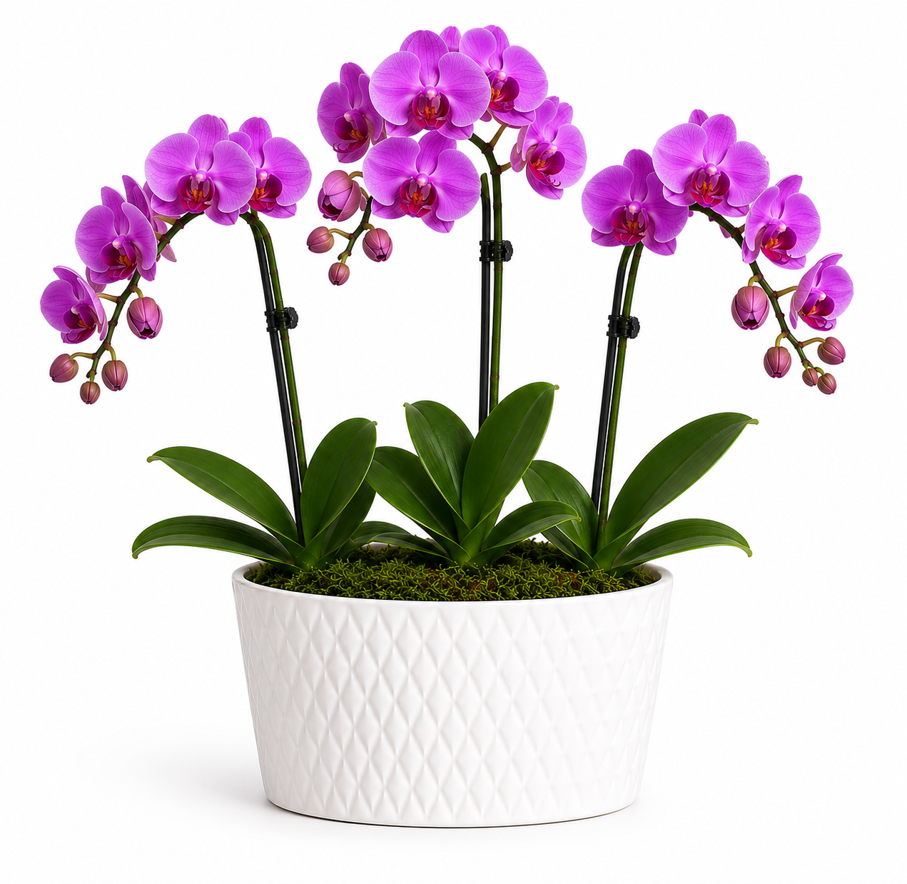 Elegant Orchid