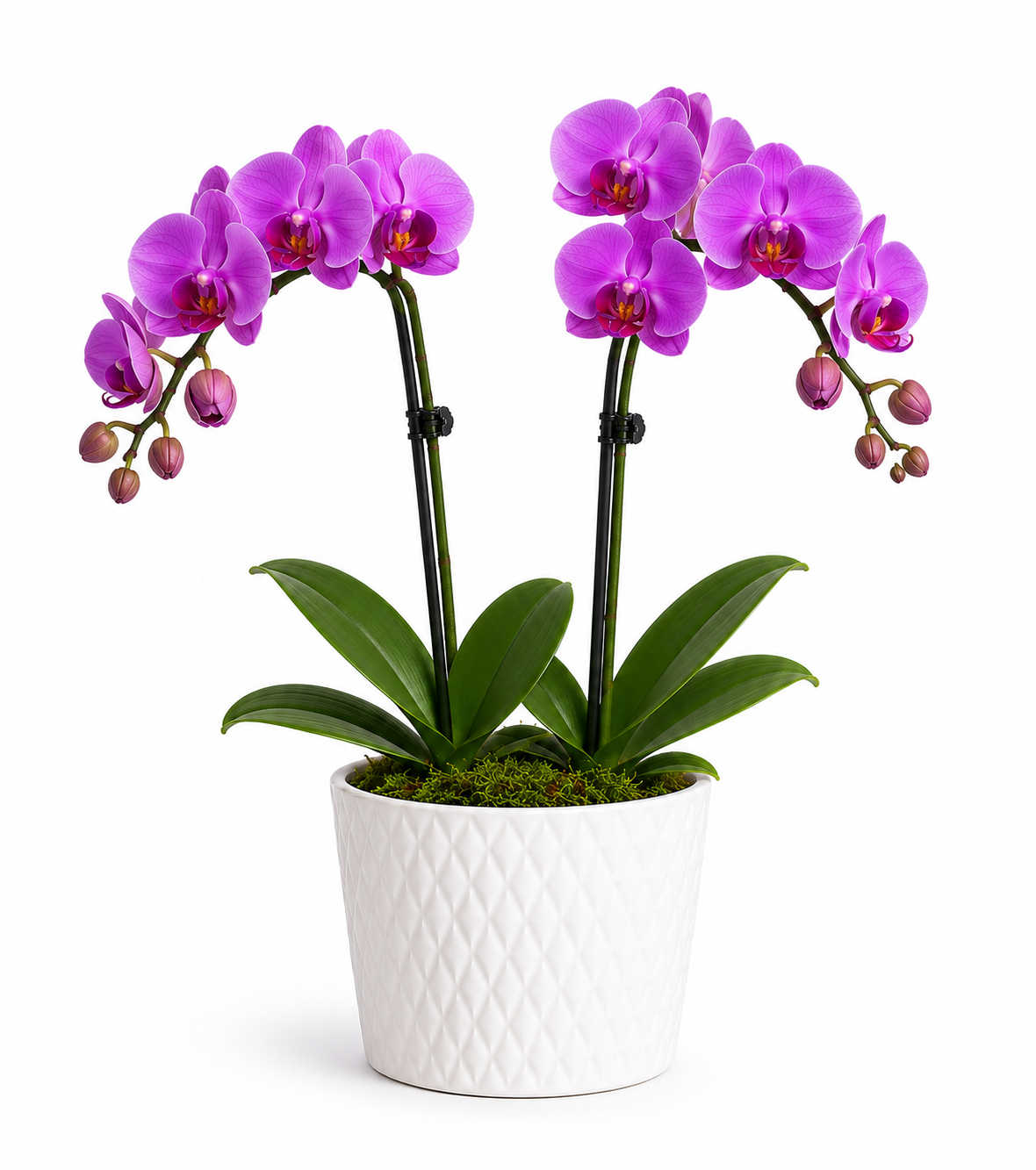 Elegant Orchid