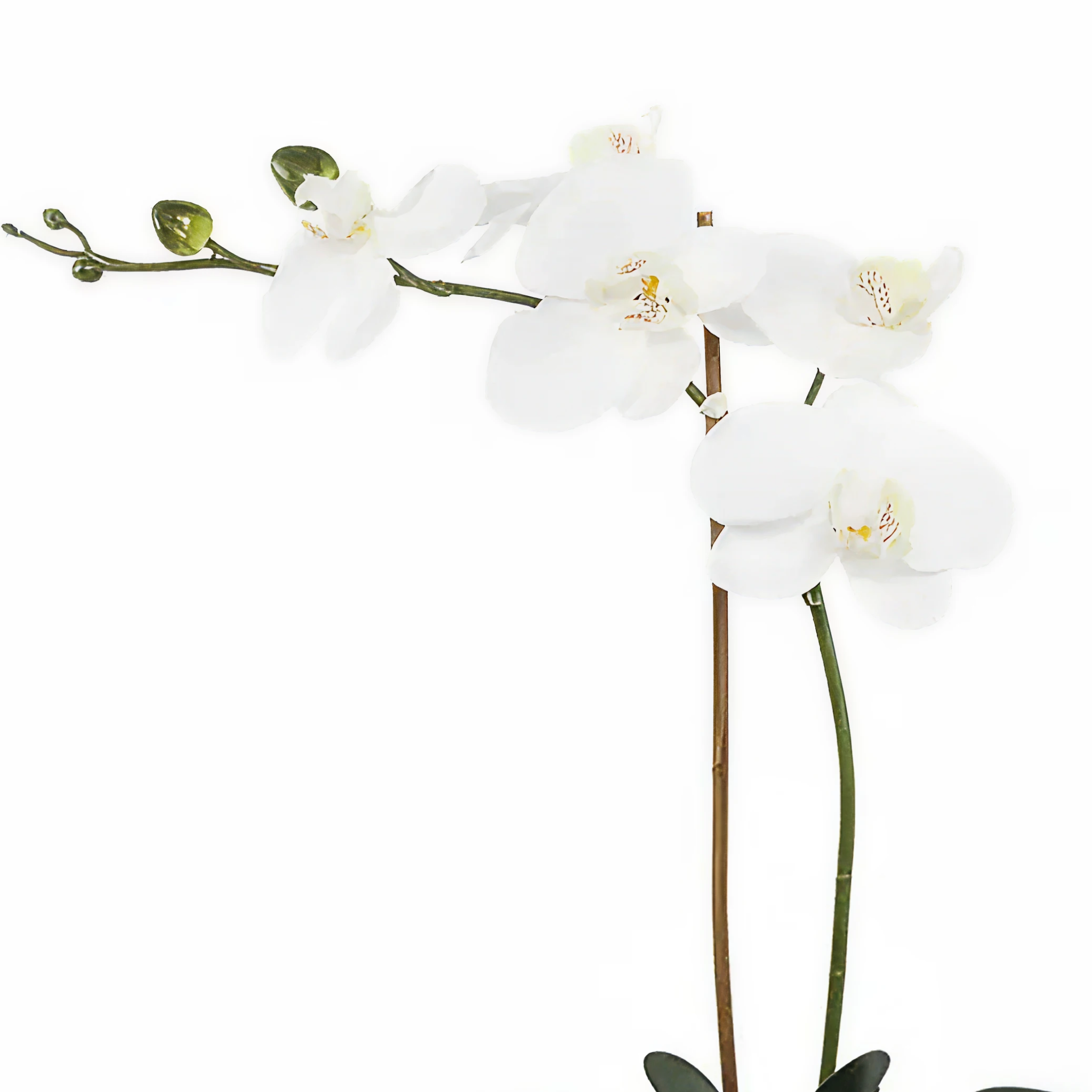 Elegant Orchid