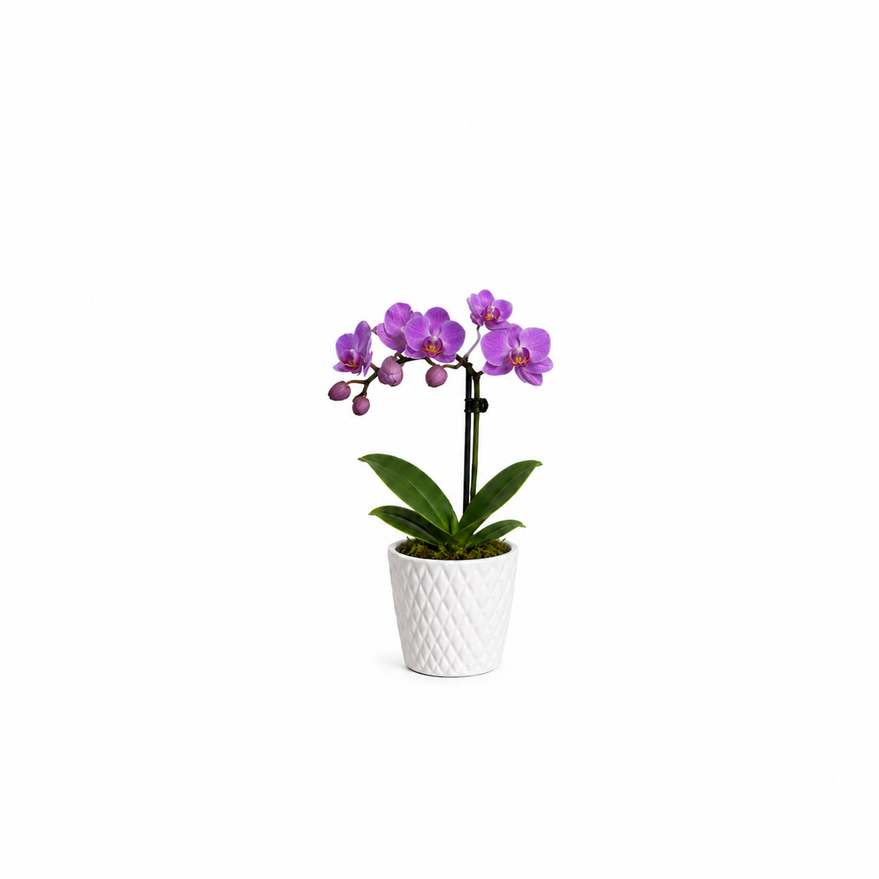 Elegant Orchid