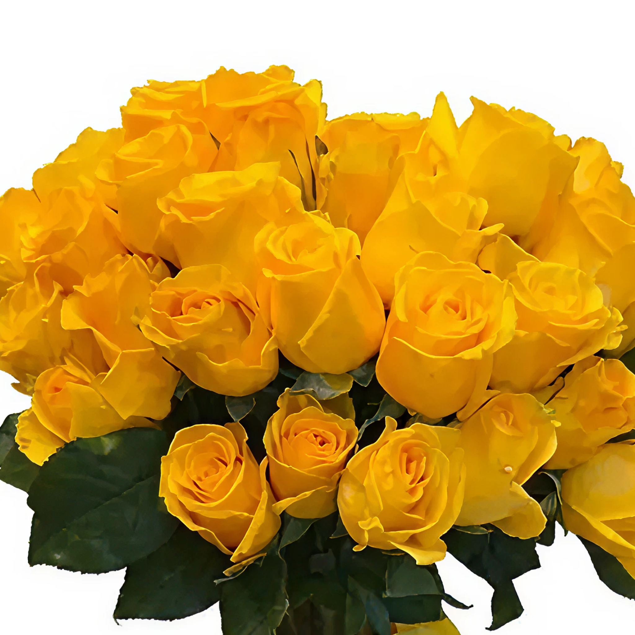 Golden Glow – Yellow Roses