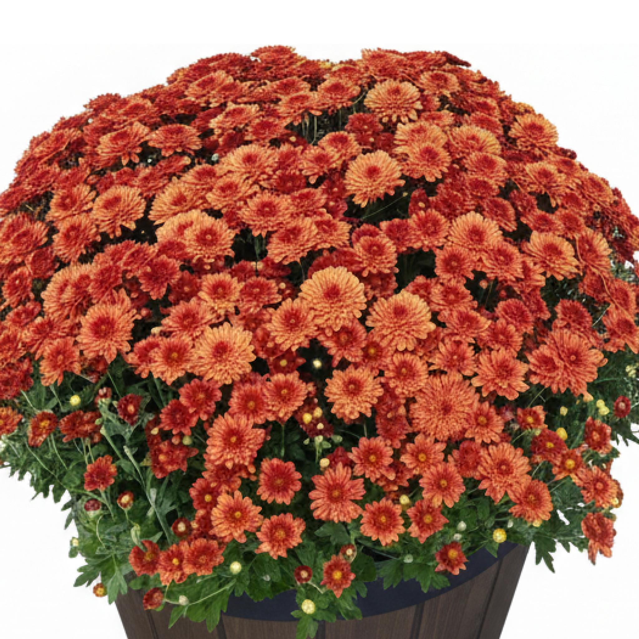 Mamá de la cosecha Bloom