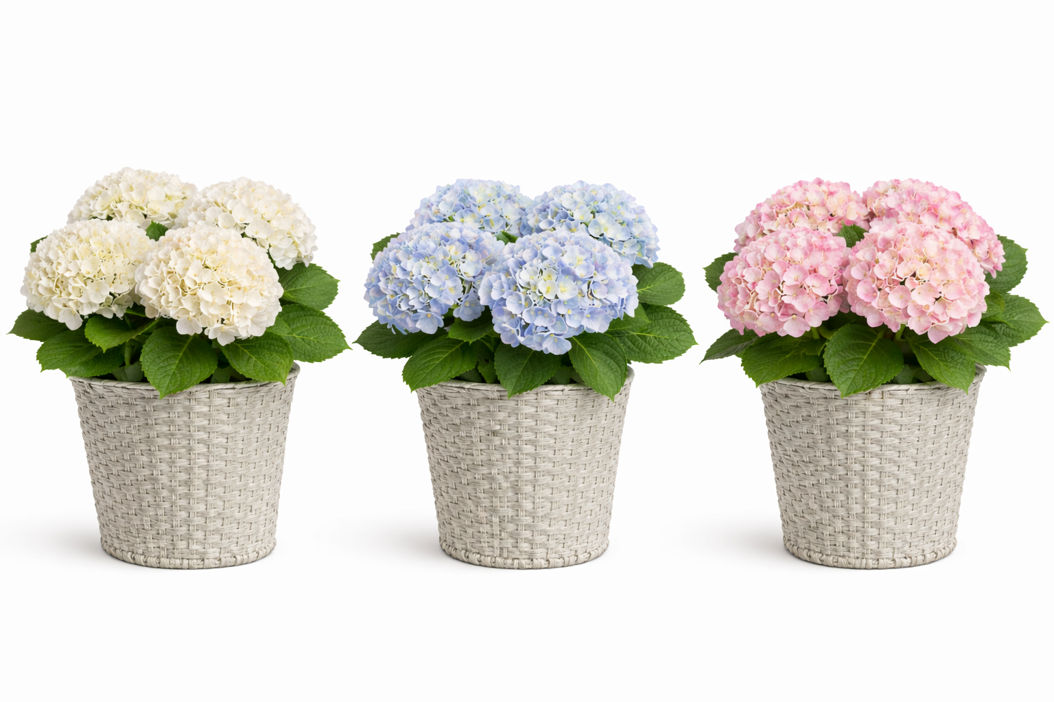 Premium Hydrangea plant