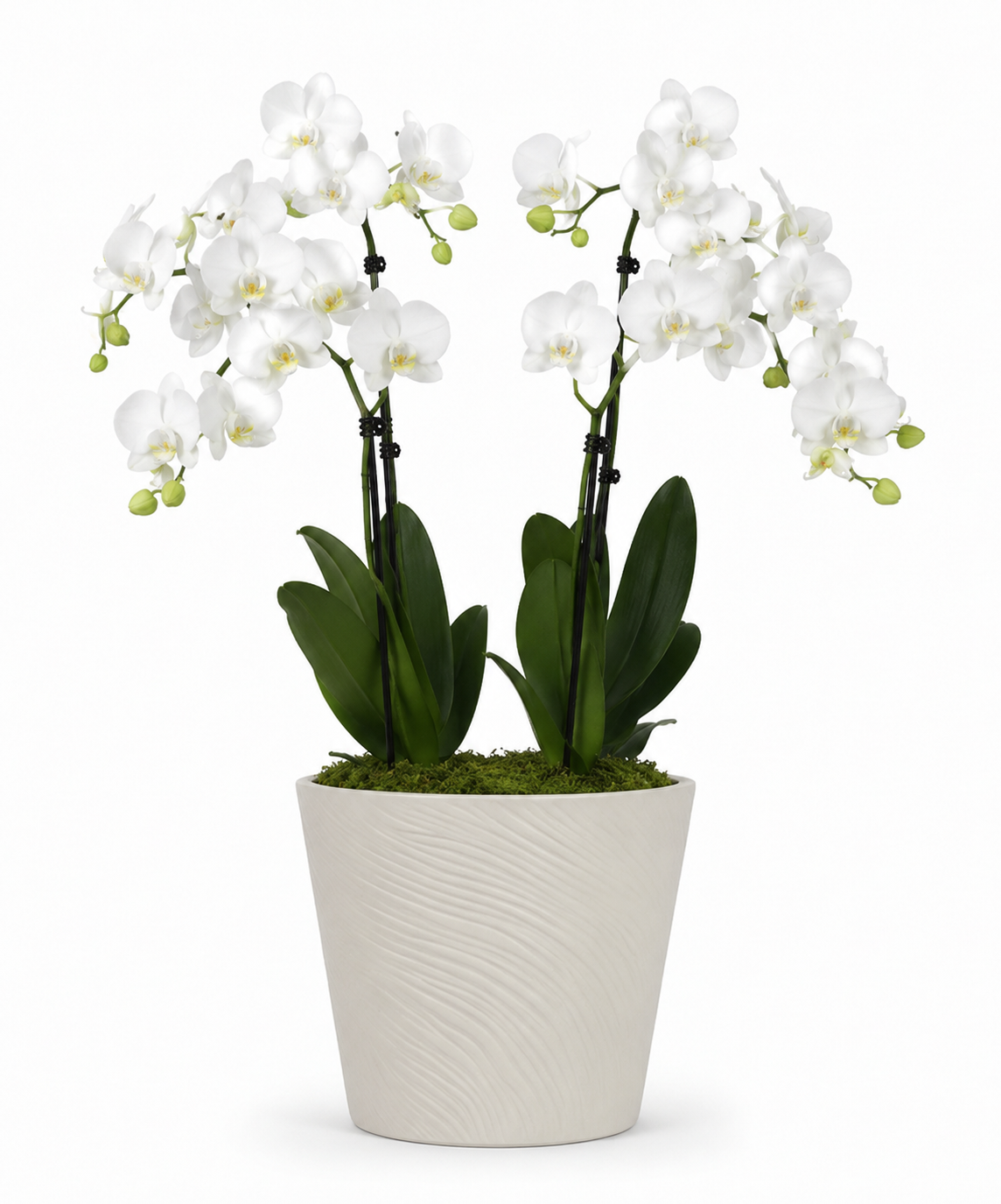 Luxe Double Orchid