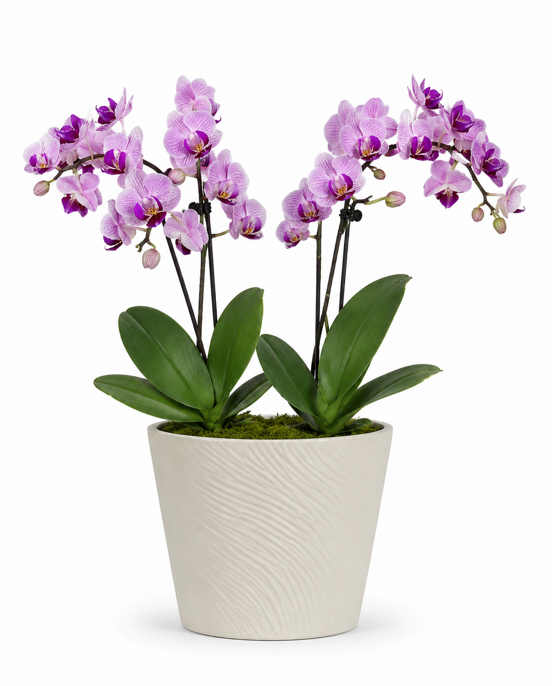 Luxe Double Orchid