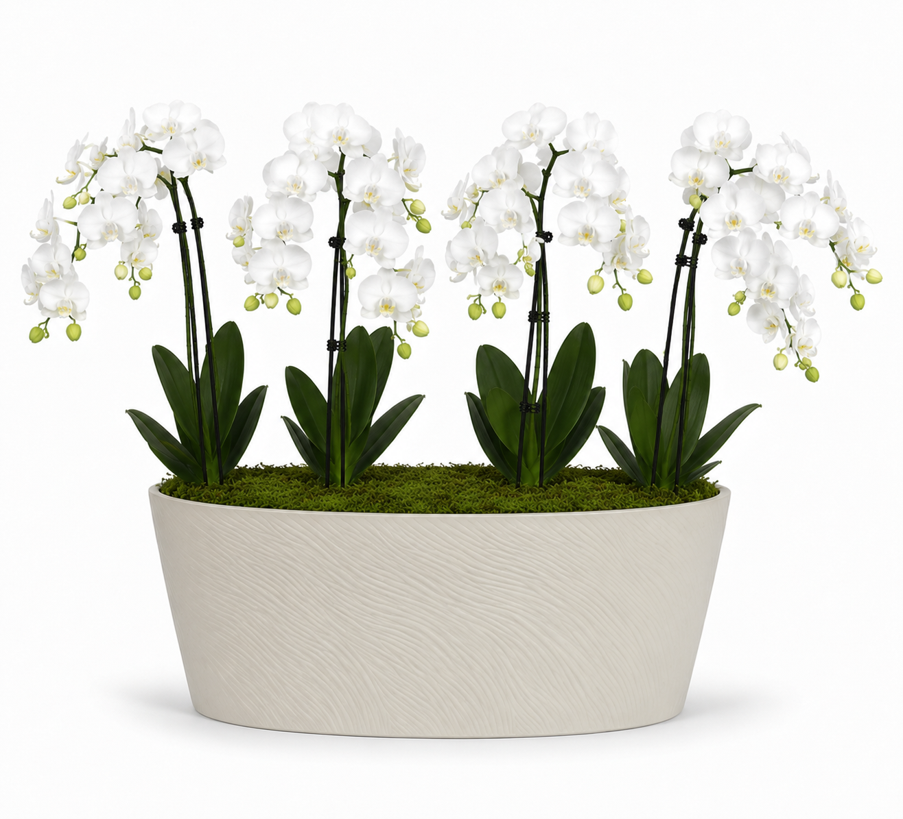 Luxe Double Orchid