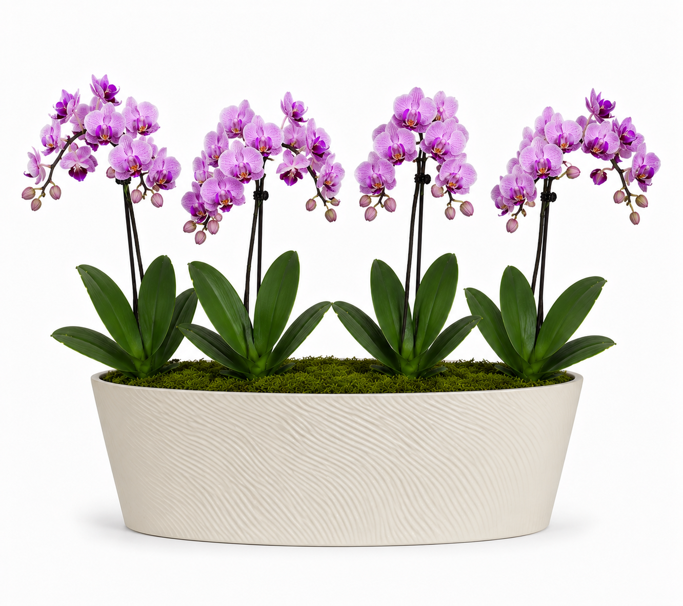 Luxe Double Orchid