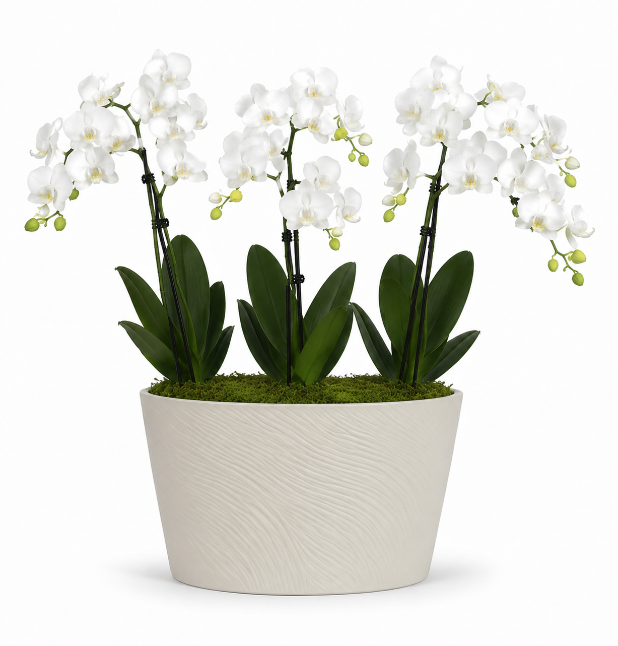 Luxe Double Orchid