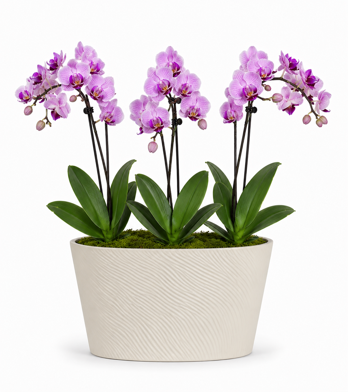 Luxe Double Orchid