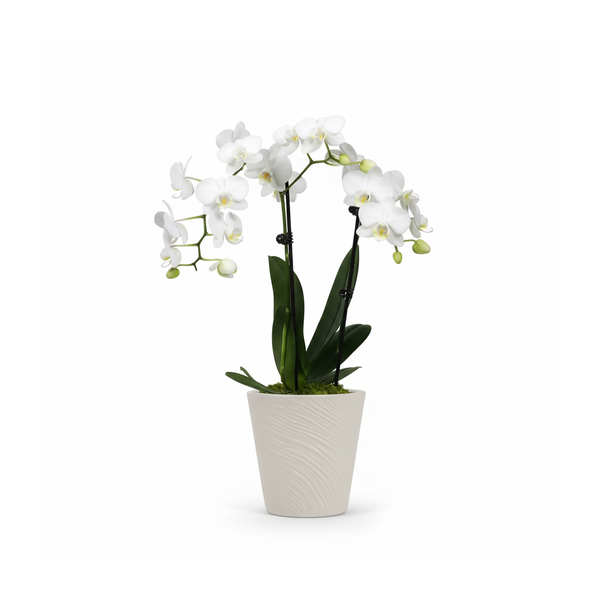Luxe Double Orchid