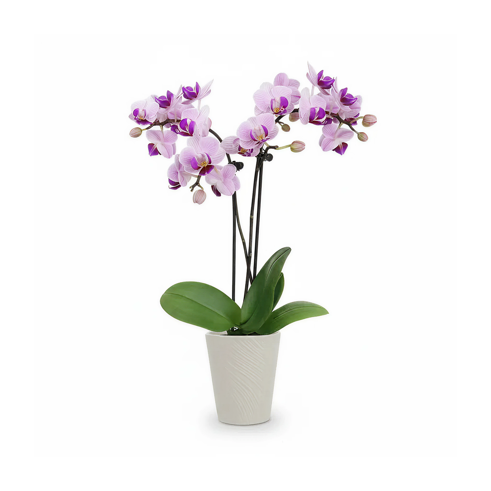 Luxe Double Orchid
