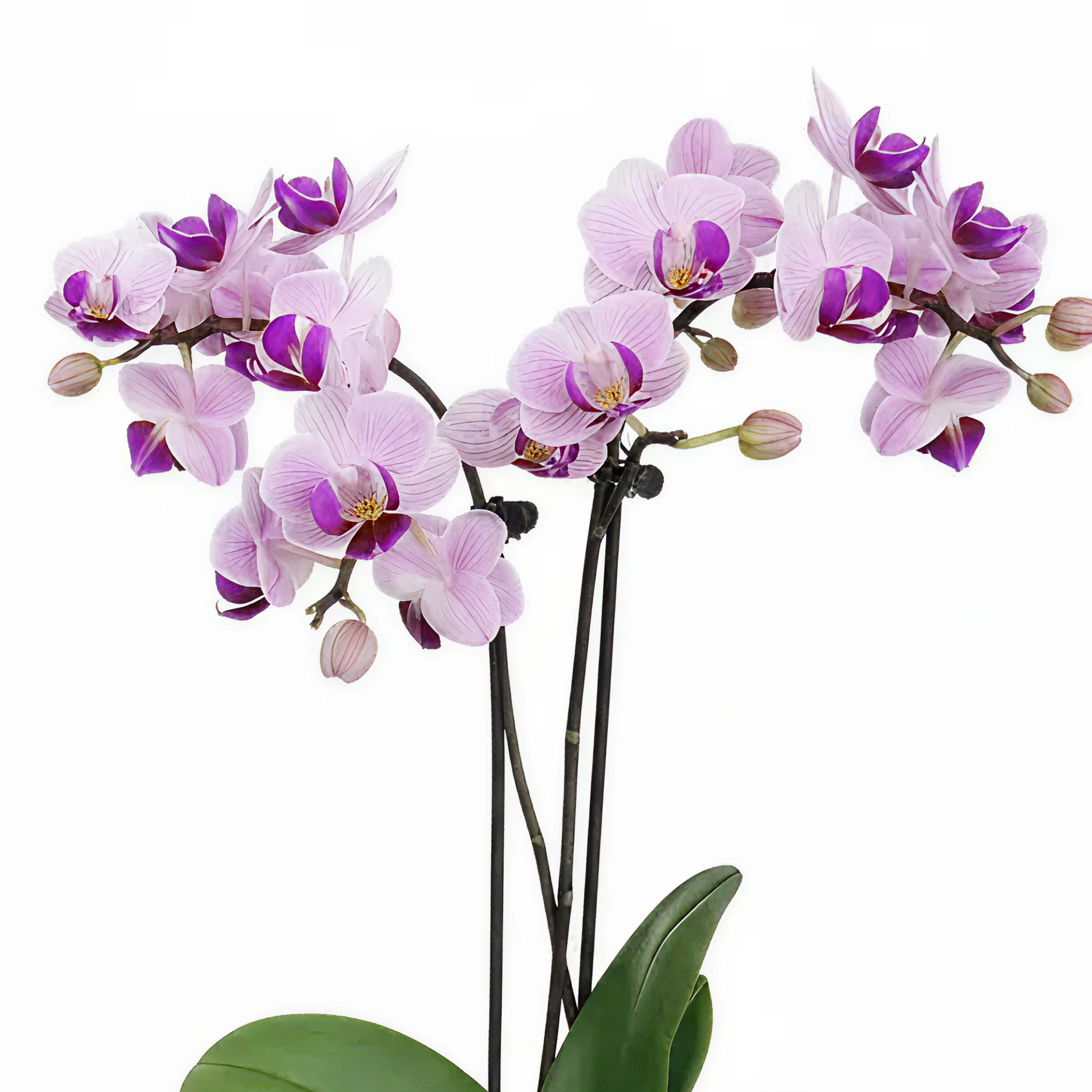 Luxe Double Orchid