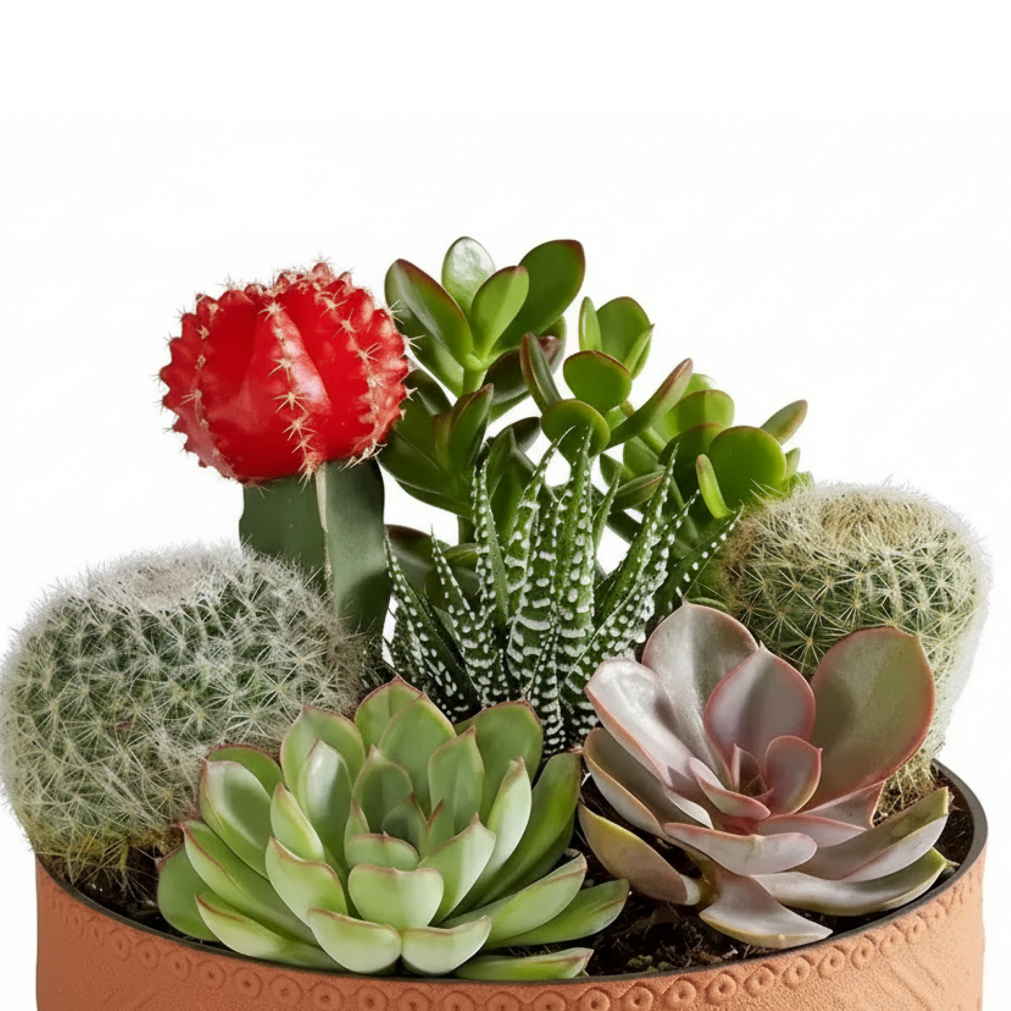 Modern Succulent Garden