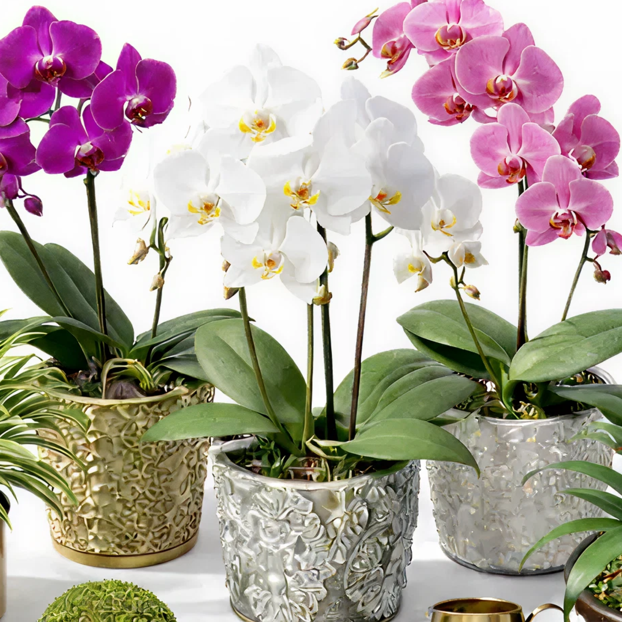Orchids & Luxury Plants