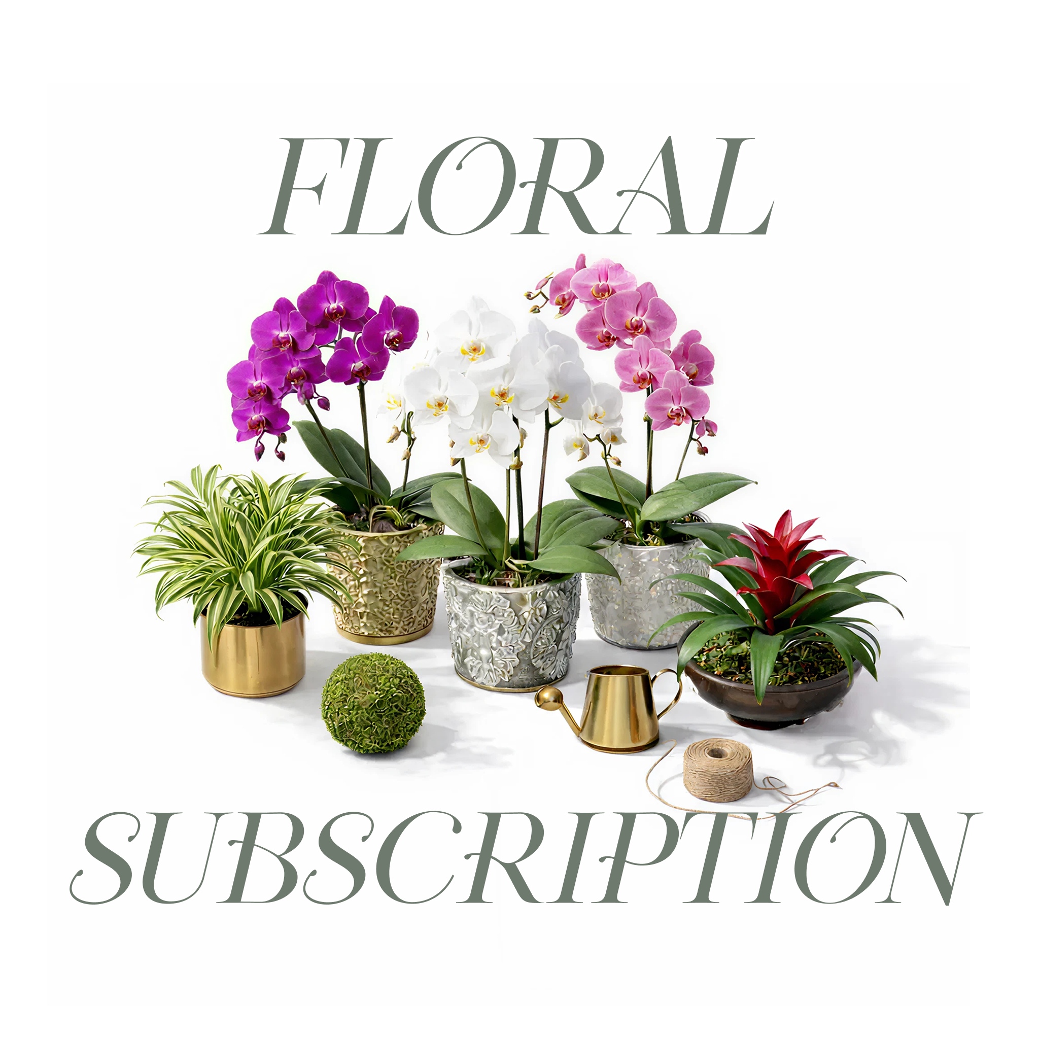 Orchids & Luxury Plants