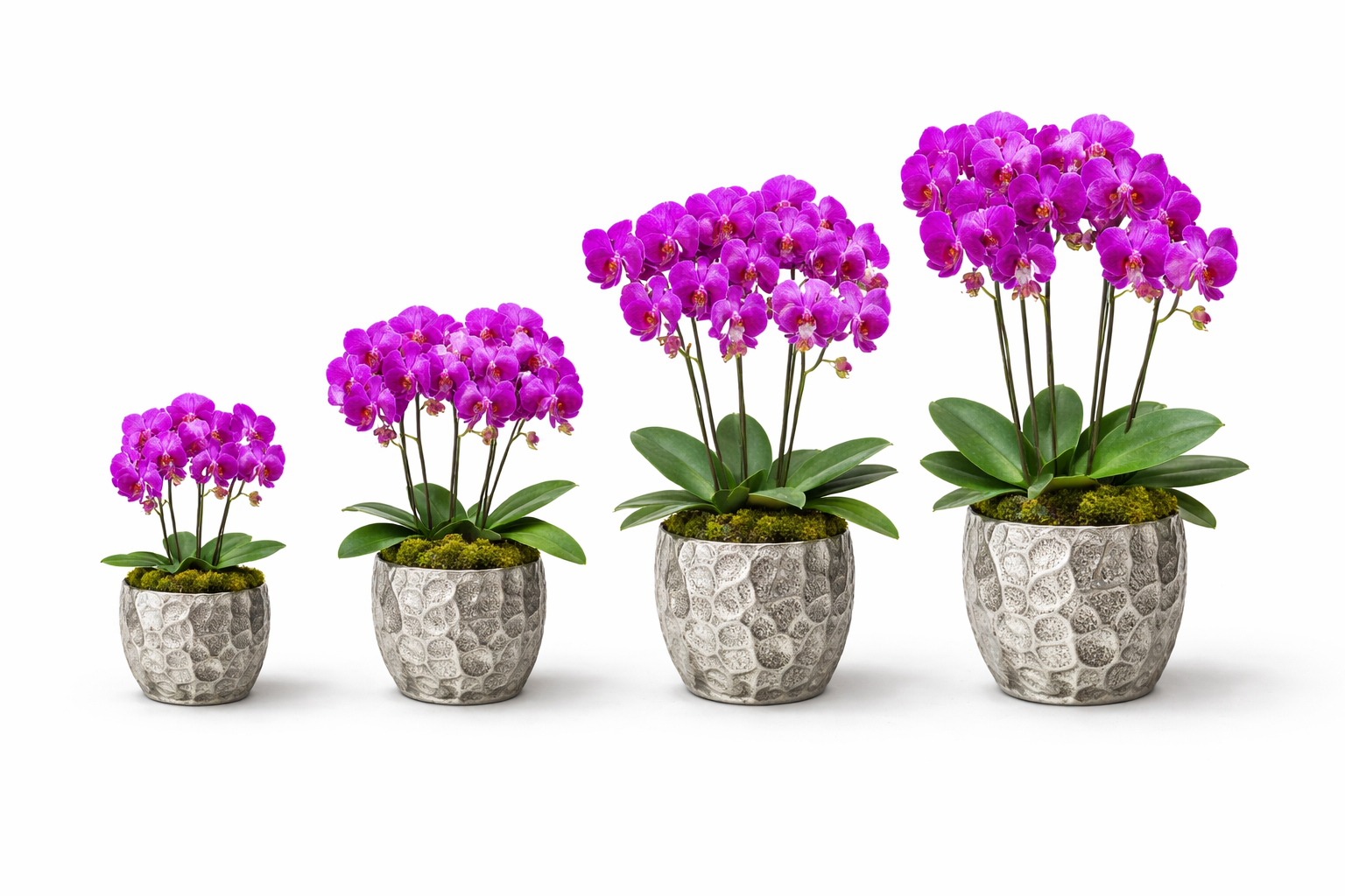 Orchids & Luxury Plants
