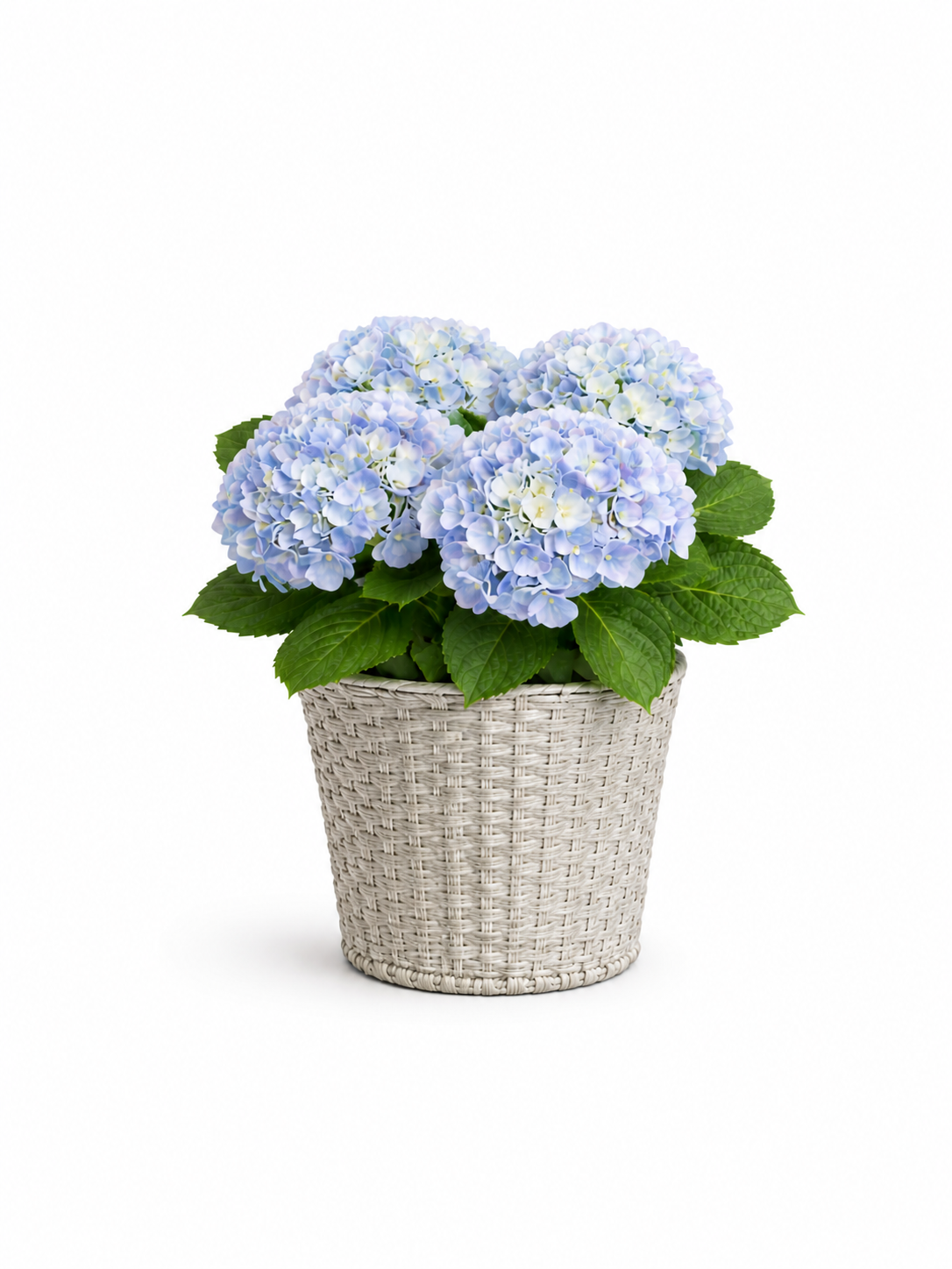 Premium Hydrangea plant