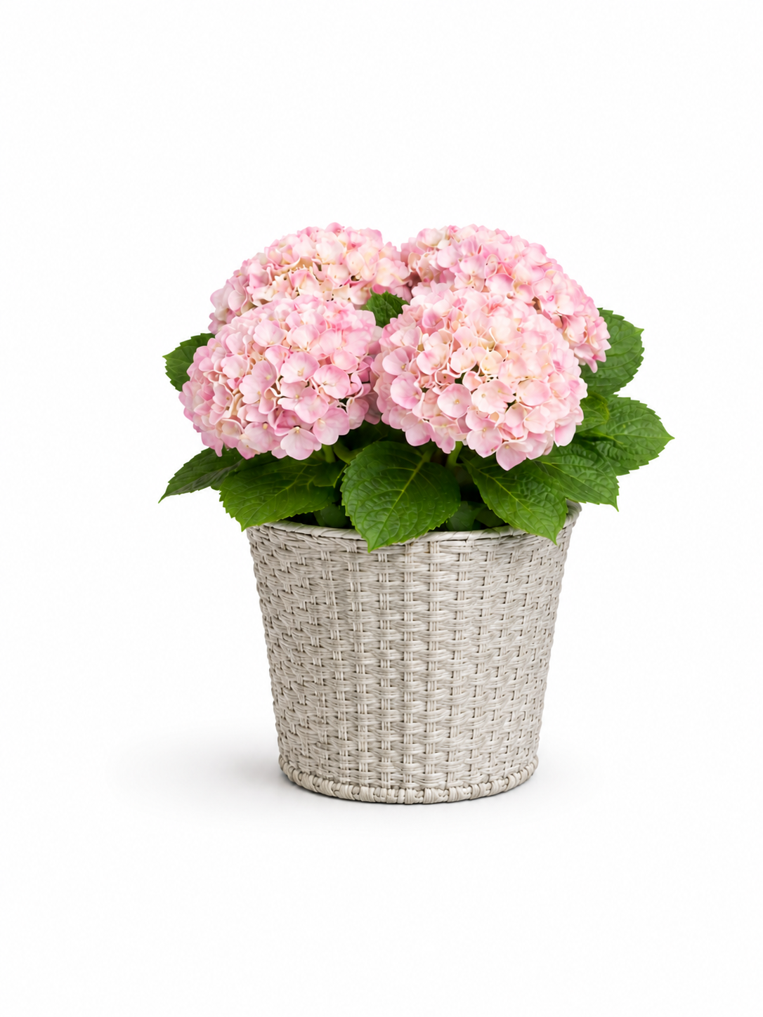 Premium Hydrangea plant