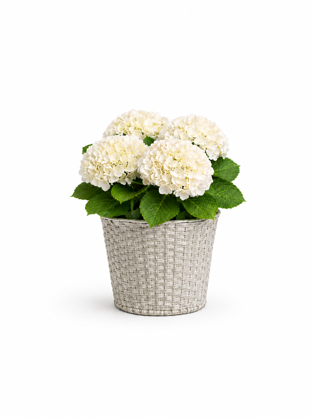 Premium Hydrangea plant