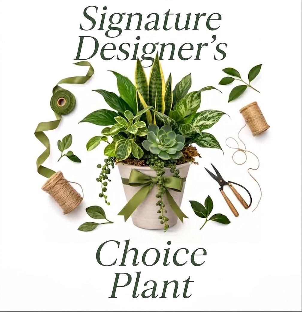Signature Designer's Choice Plant