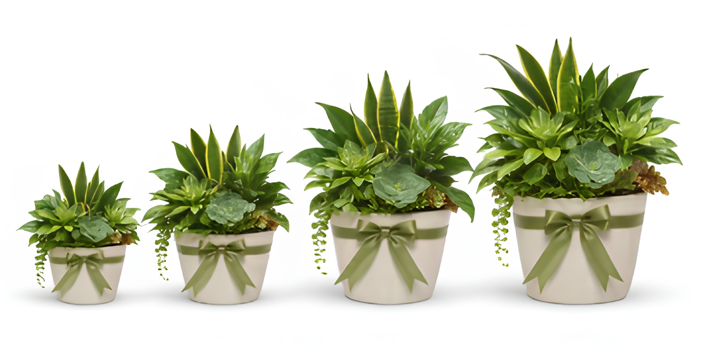 Signature Designer's Choice Plant