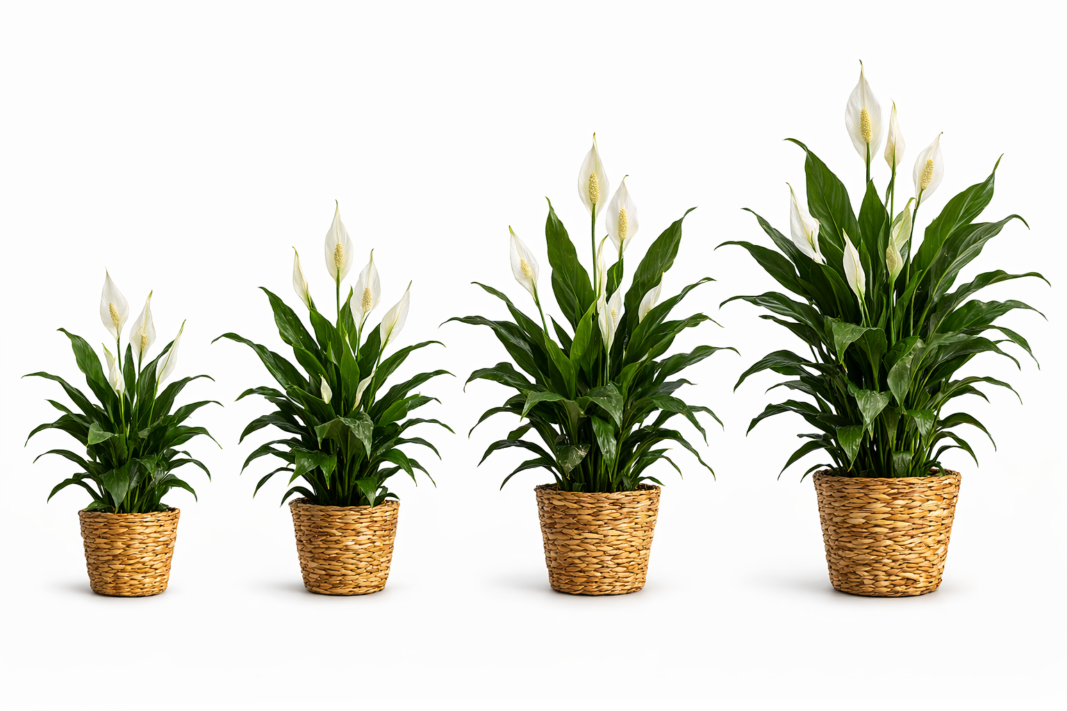 Tranquil Peace Lily