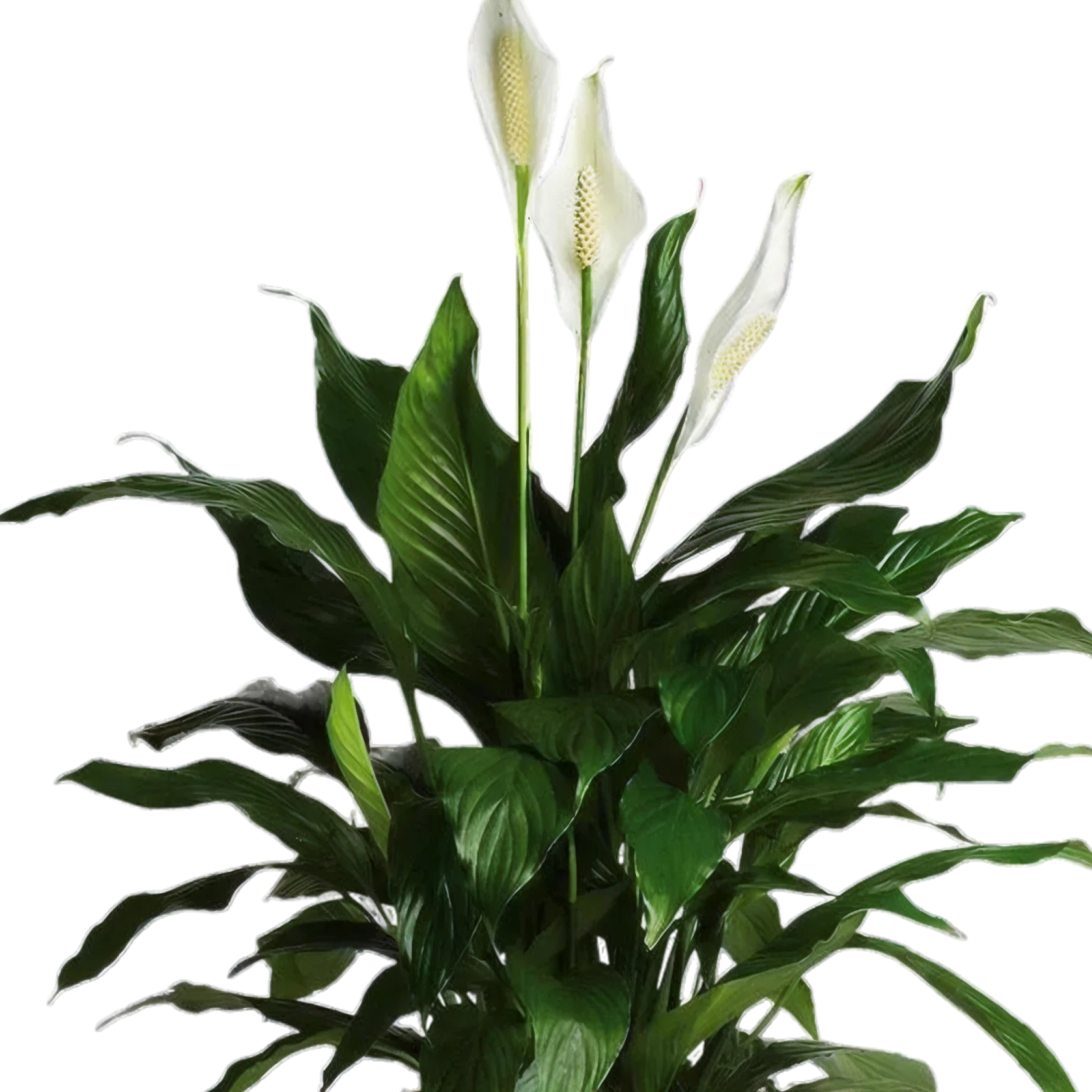 Tranquil Peace Lily