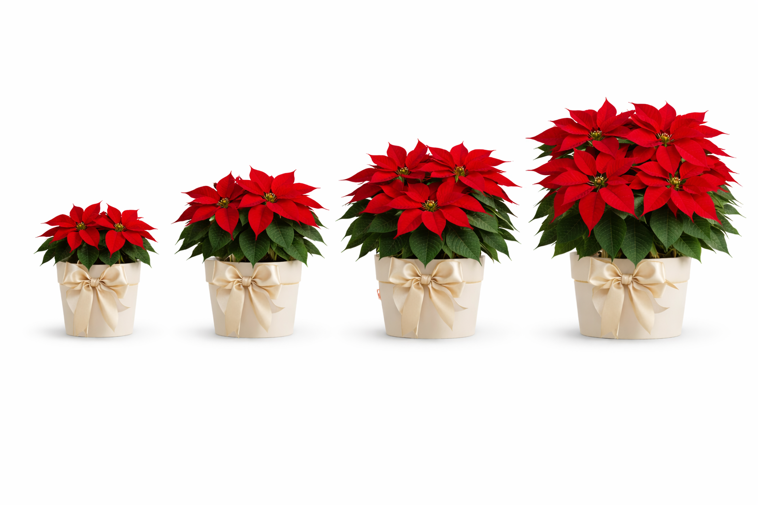 Velvet Noël