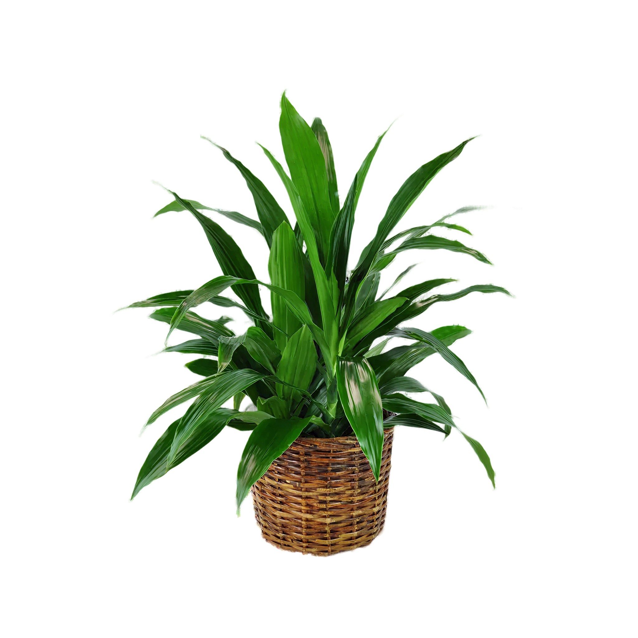 Verdant Dracaena