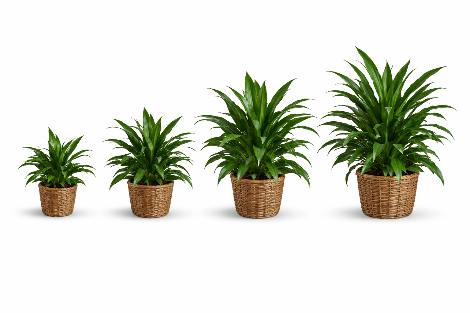 Verdant Dracaena