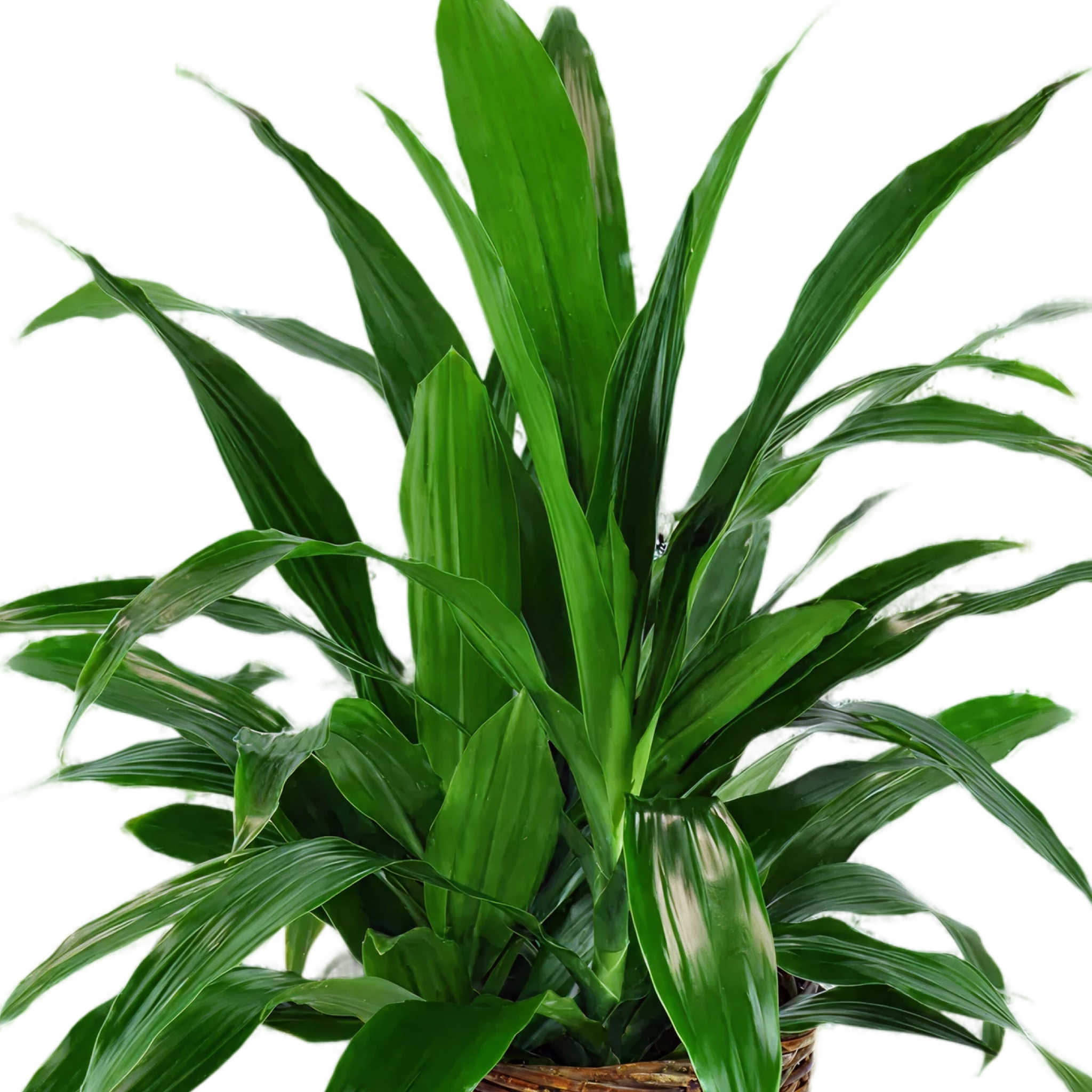 Verdant Dracaena